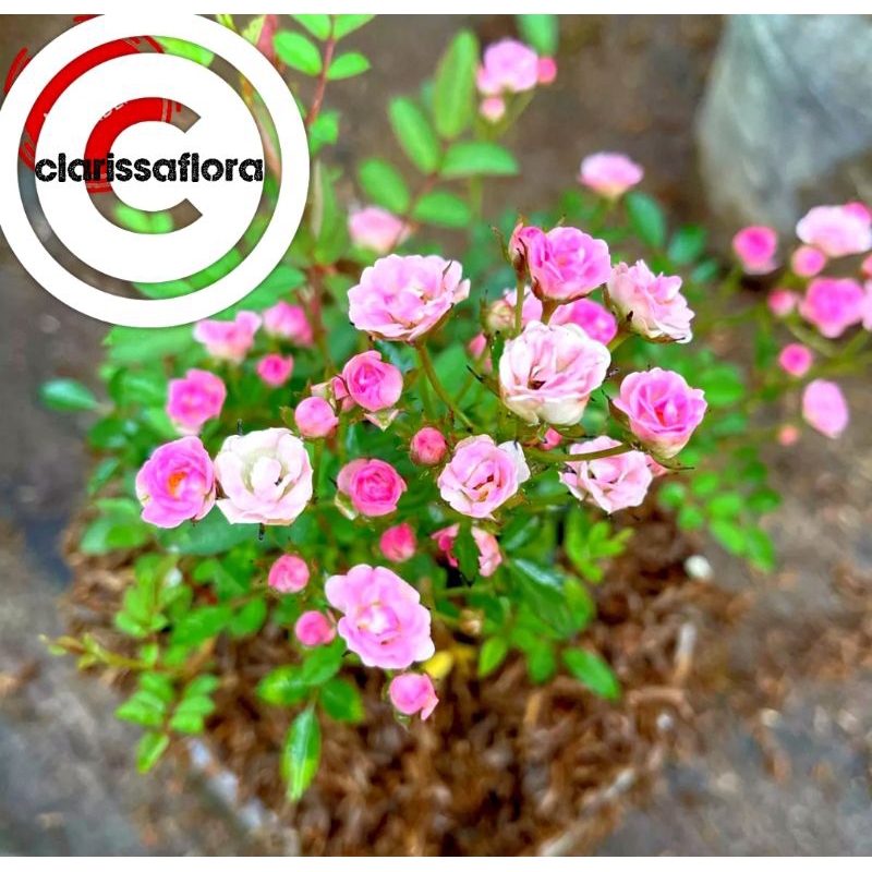 PROMO MURAH Tanaman hias mawar baby rose | mawar bunga kecil