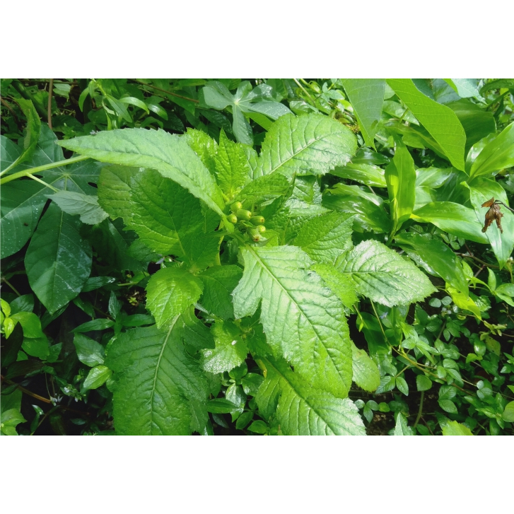 

Daun Junggul Sintrong