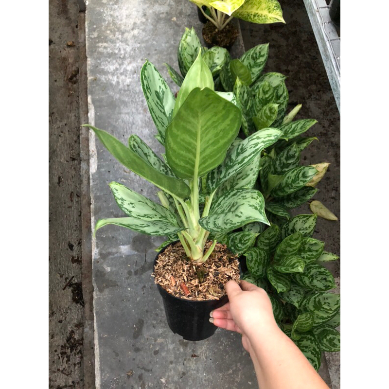 Aglaonema Green Compacta