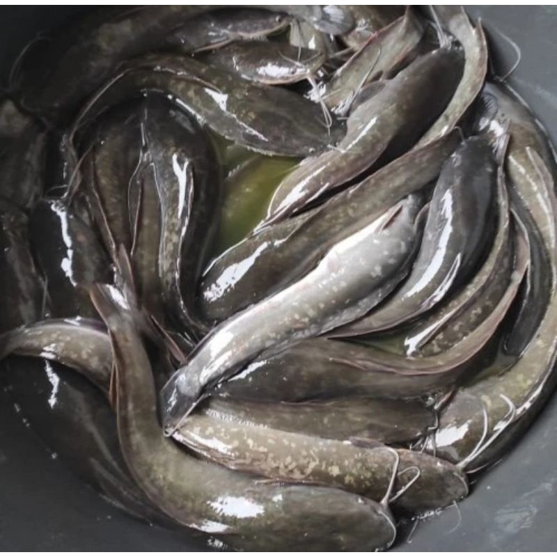 

Ikan Lele Segar - Palembang