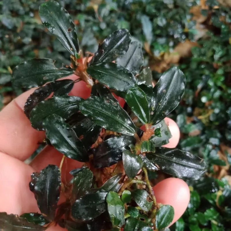 Bucephalandra Brownie Emerald