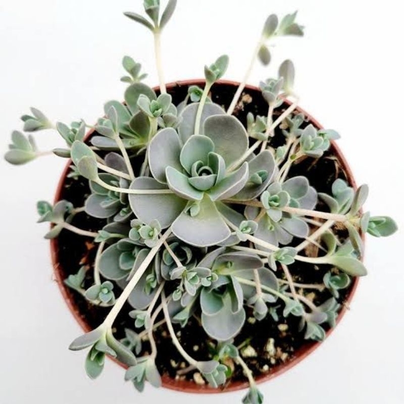 Sukulen Orostachys Boehmeri Chinese Dunce Cap