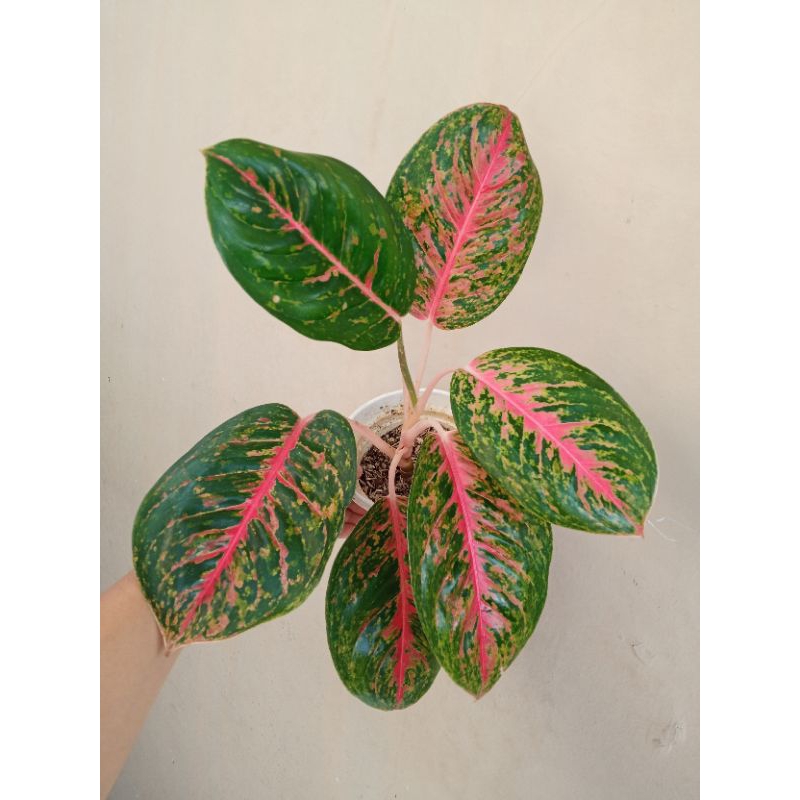 aglonema big papa dewasa aglaonema