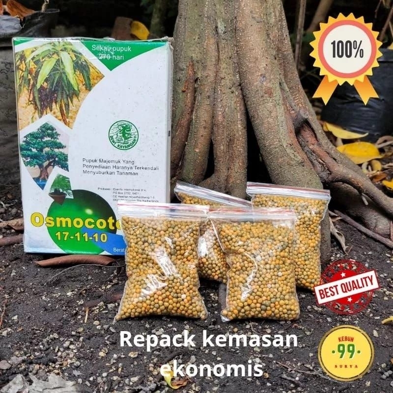 Pupuk Kuning osmocote SR untuk Aglonema