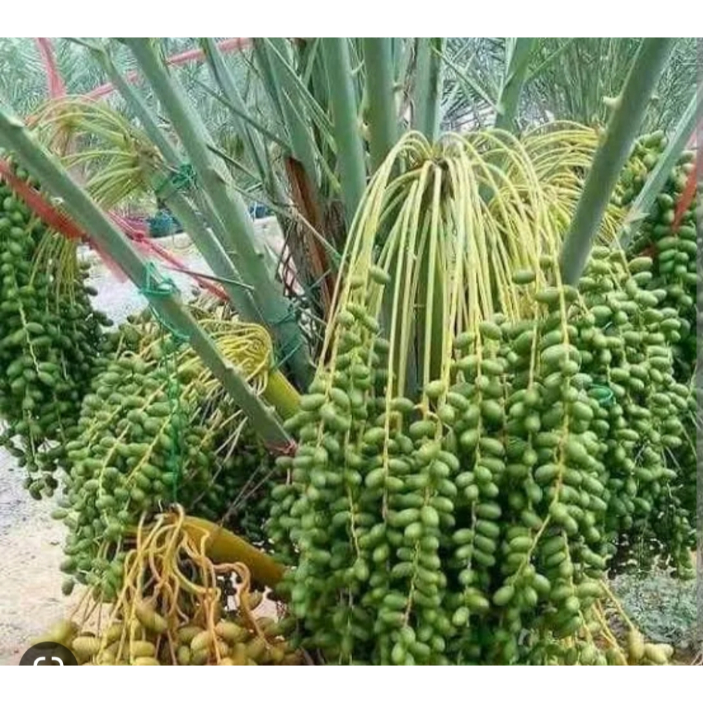 Bibit Kurma Ajwa Super Cepat Berbuah Hasil Okulasi Jantan Betina