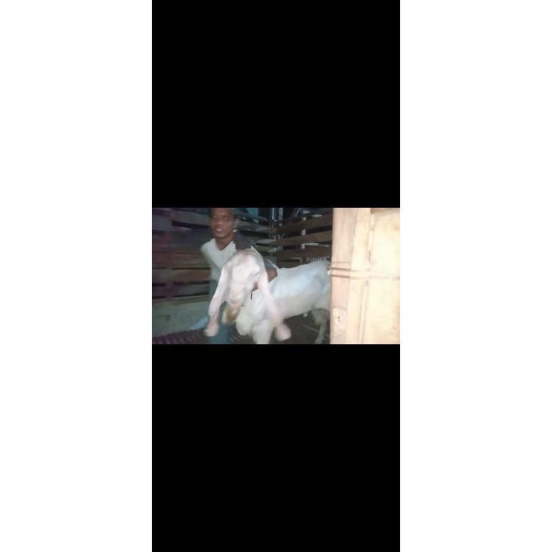 kambing etawa/Pe siap kurban