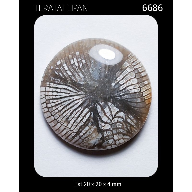 6686 Batu Teratai Lipan