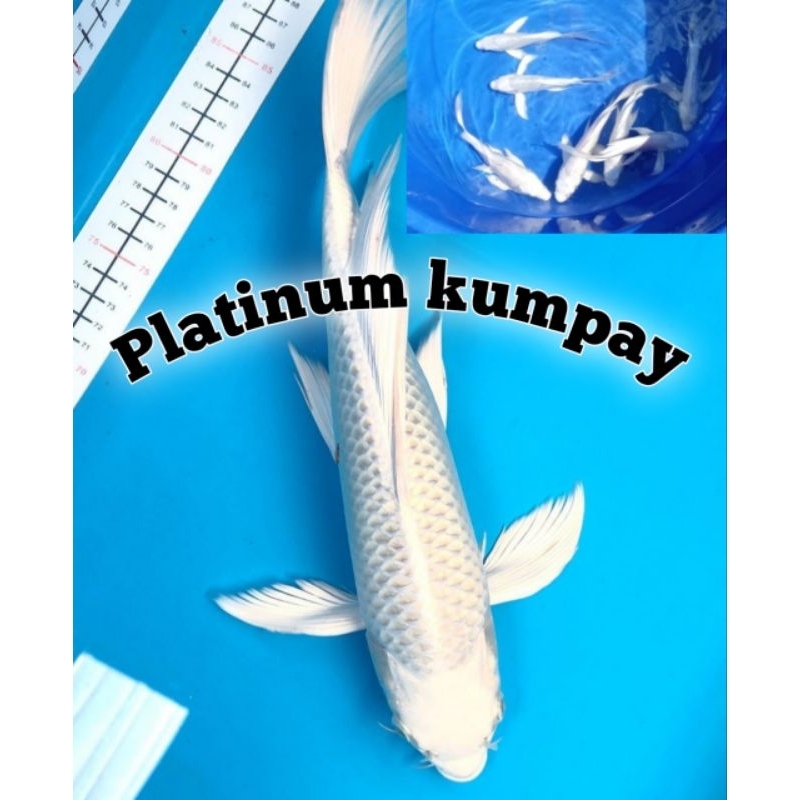 platinum koi kumpay