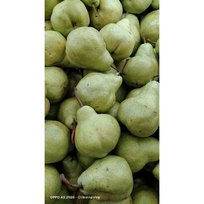 PEAR PACKHAM/PEAR HIJAU/PIR JAMBU MANIS