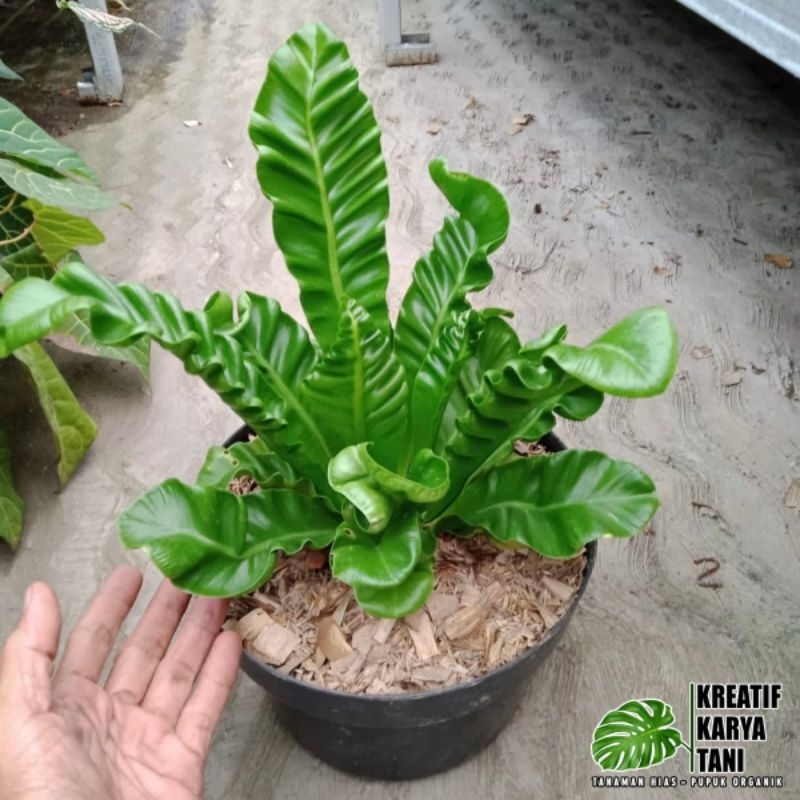 Tanaman hias kadaka lasagna - Kadaka Lasagna