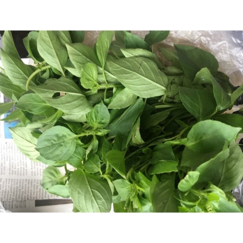 

Daun kemangi perikat