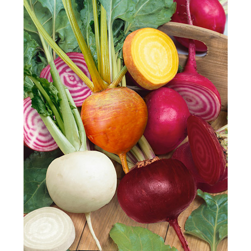 Benih Bibit Biji - Beetroot Rainbow Mix Colors Buah Bit Beet Pelangi Warna Campuran Seeds - IMPORT