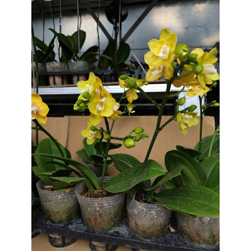 Anggrek bulan mini knop mekar