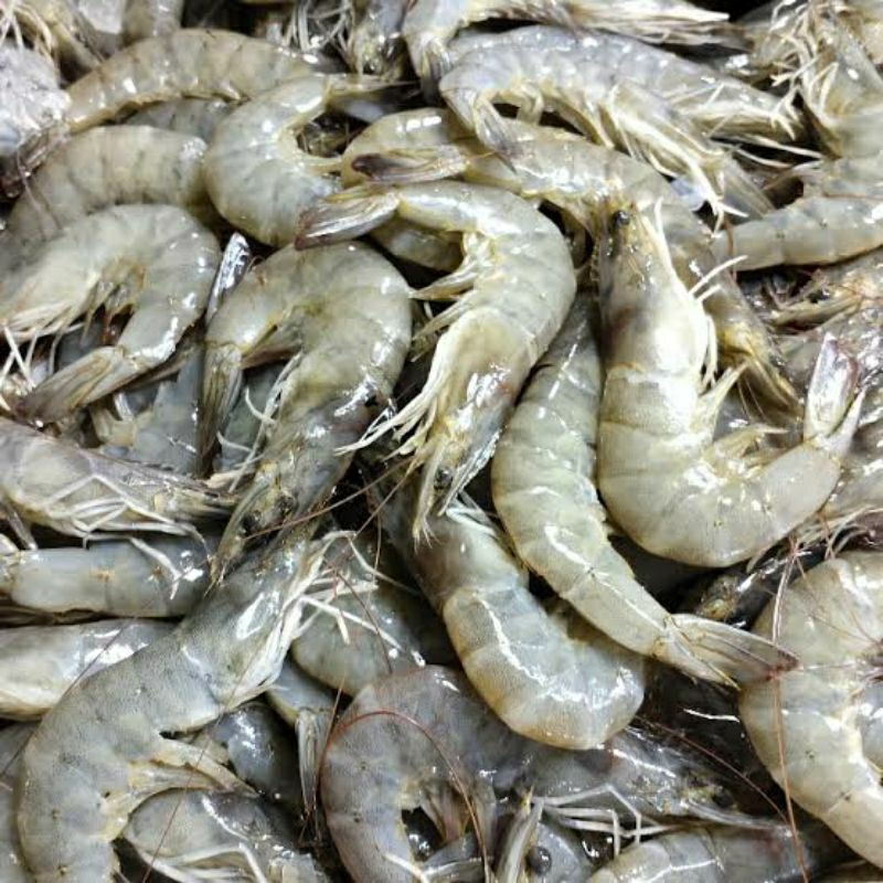 

UDANG VANAME BESAR size -+40 ( 500gr )