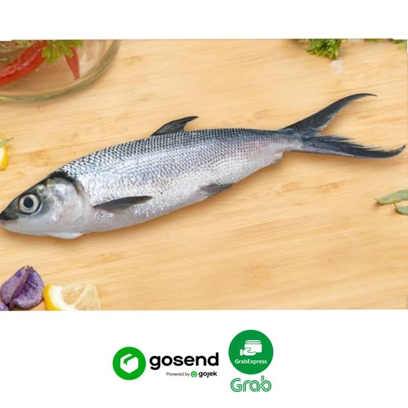 

IKAN BANDENG SEGAR (500 GRAM)