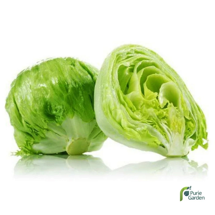 Benih Bibit Selada Bokor Head Lettuce 10 Benih Seribuan PG KDR