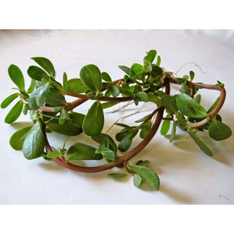 

daun krokot perpohon