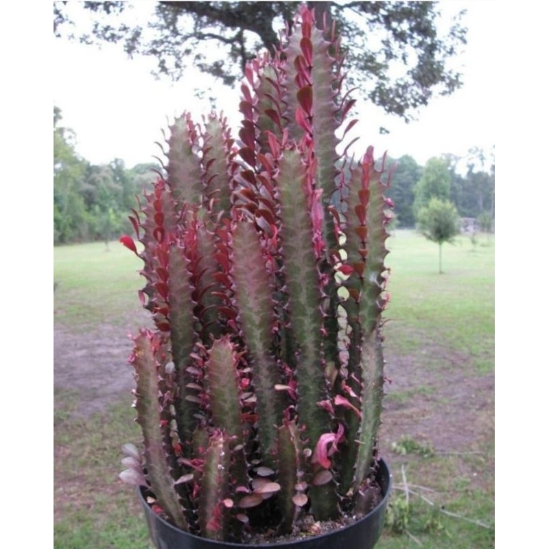 Euphorbia Trigona Red Kaktus Trigona Merah Milk African Tree