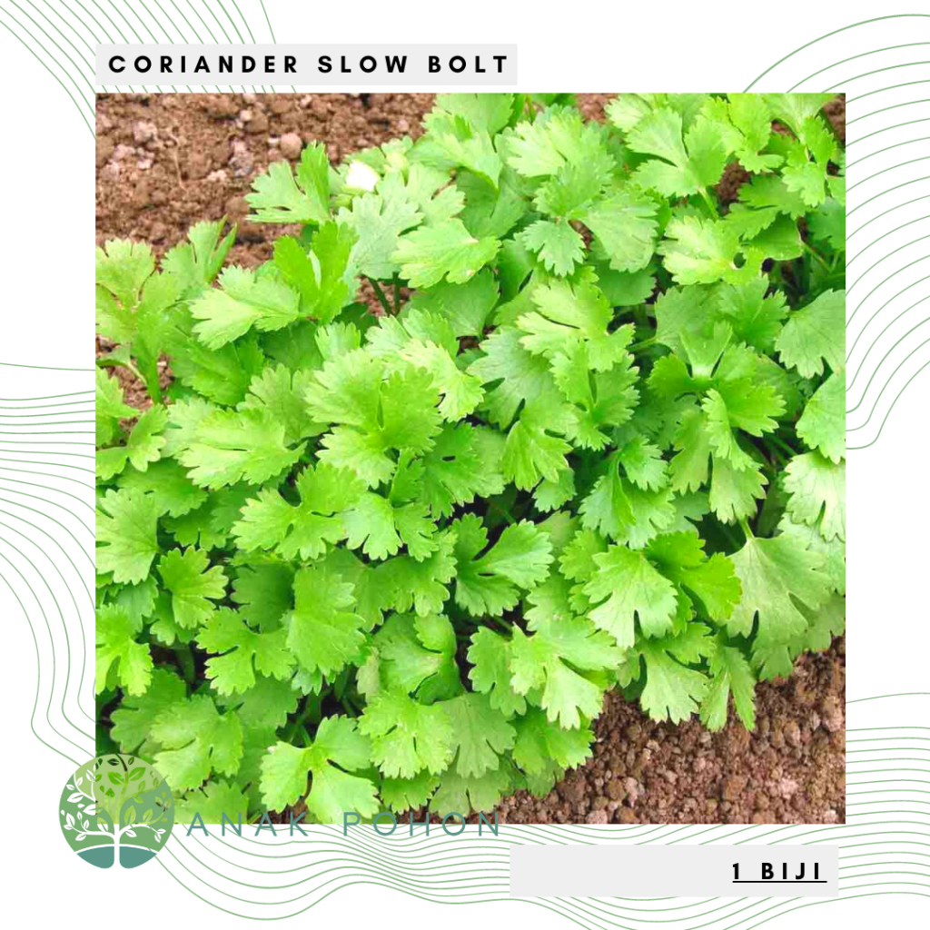 Benih Bibit Biji - Coriander Slow Bolt Cilantro Wan Sui Seeds - IMPORT