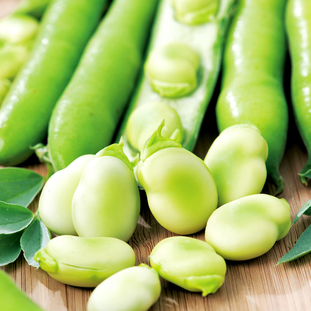 Benih Bibit Biji - Broad Bean Aquadulce Claudia Fava Bean Seeds - IMPORT