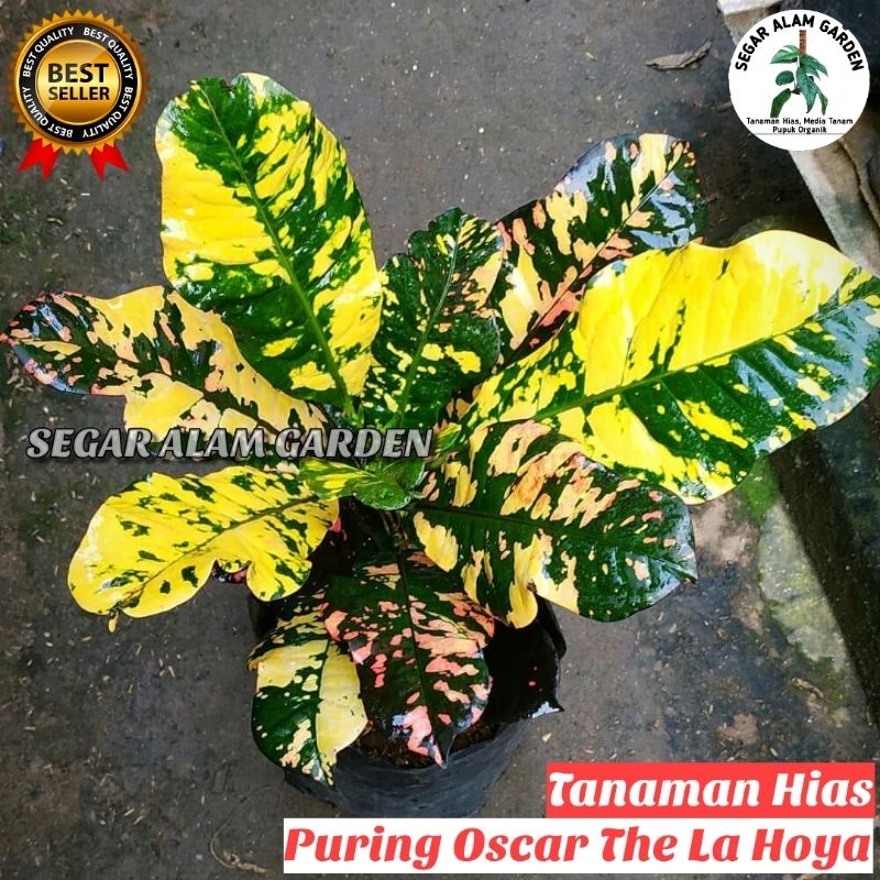 Tanaman Hias Puring Oscar - Puring Oscar