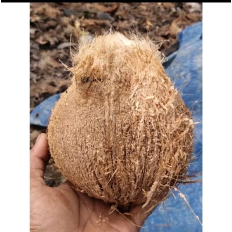 

Kelapa Tua 1 Buah Ready