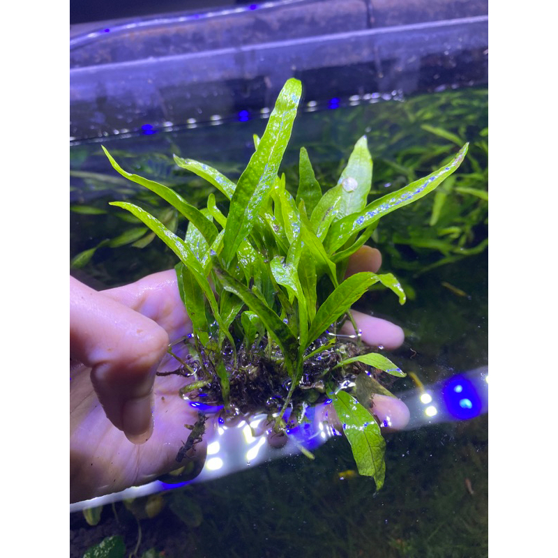 kadaka mini Kondisi daun air