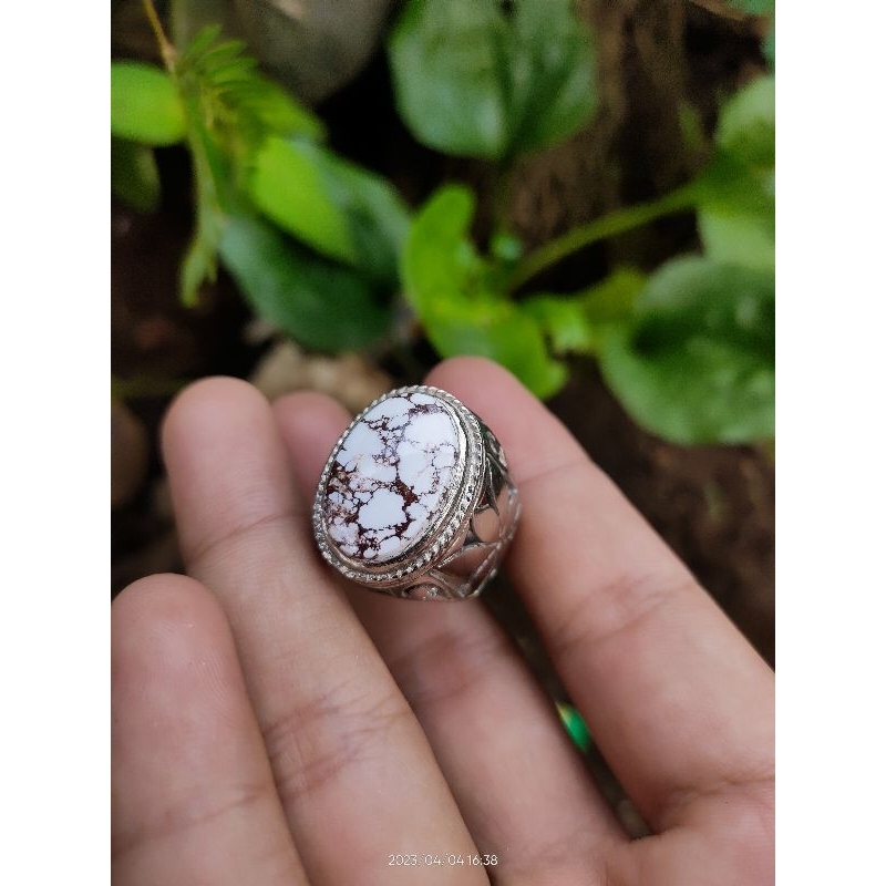 pirus putih urat merah