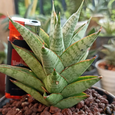 Sanseviera Pagoda Hybrid / Sansivera Hybrid Segar Mulus (real pict)