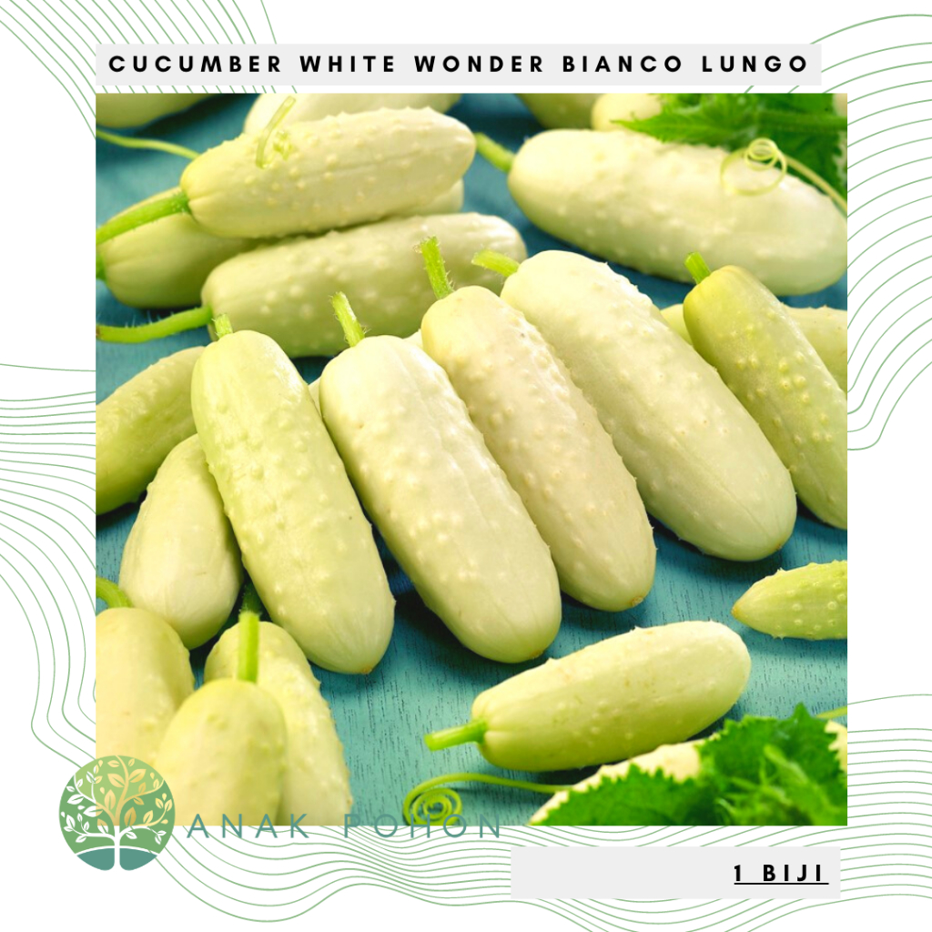 Benih Bibit Biji - Cucumber White Wonder Bianco Lungo Heirloom Seeds - IMPORT