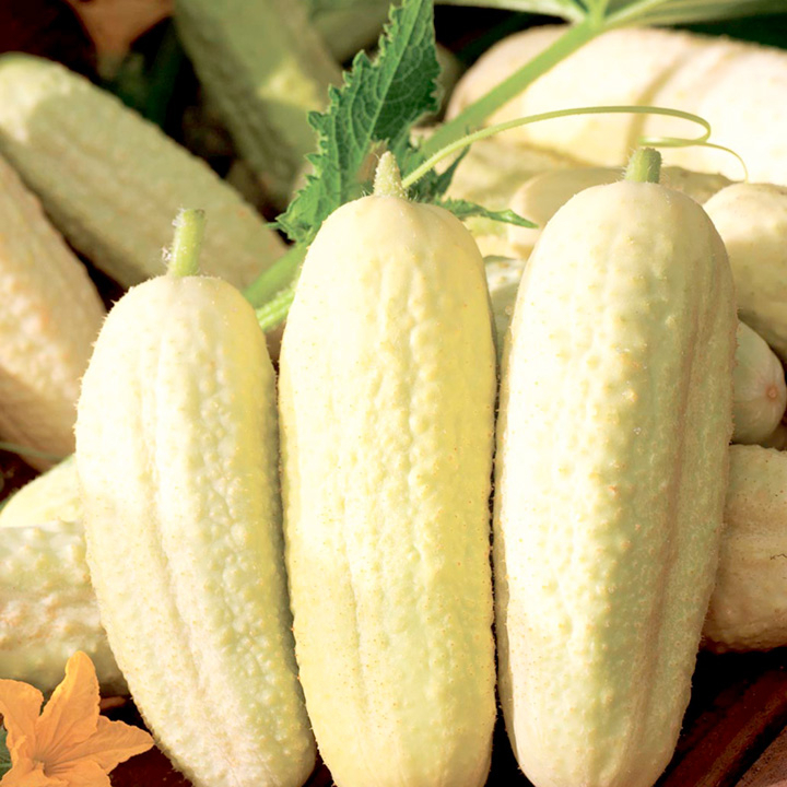 Benih Bibit Biji - Cucumber White Wonder Bianco Lungo Heirloom Seeds - IMPORT