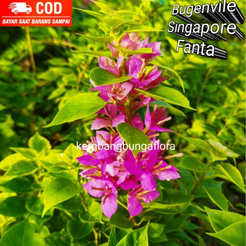 Bougenvile Singapura Fanta ORI/ Bugenvil Singapur Merah/ Bugenvil Singapura/ Tanaman Bunga/ Bunga Hi