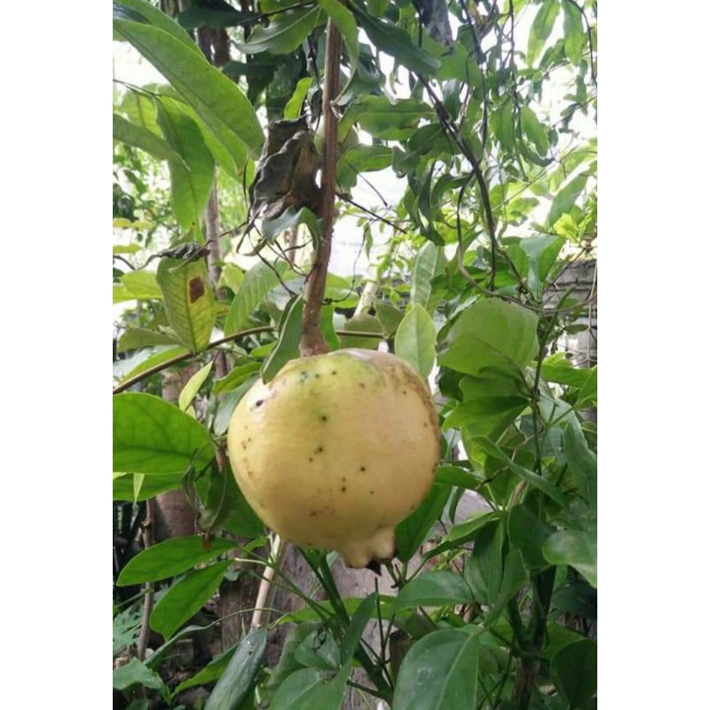 

Buah Delima Putih 1kg Fresh Buah Tropis