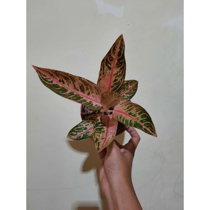 aglonema pride of sumatra