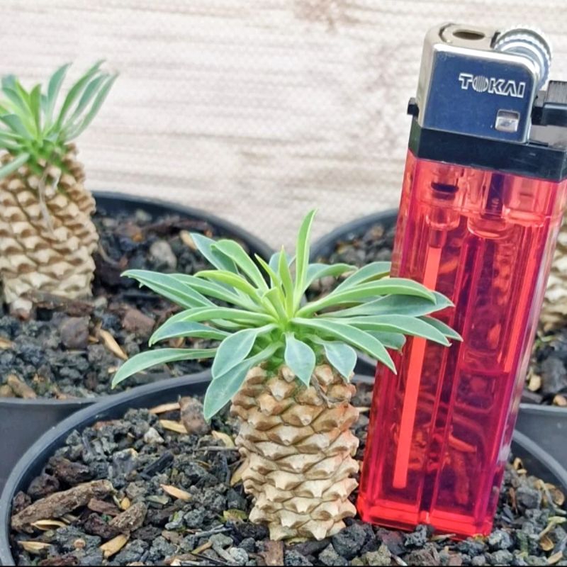 Euphorbia Kirin - Kecil