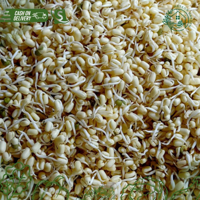 

KECAMBAH PENDEK (Berat 100gr)