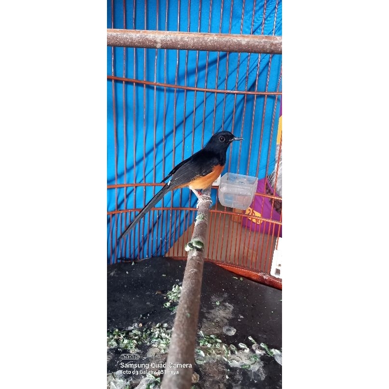 MURAI MEDAN JANTAN PASTOL GACOR