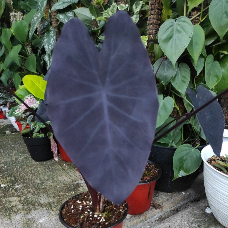 colocasia black magic / Keladi Hitam doff