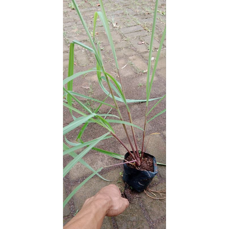 sereh merah/sereh Wulung /bibit sereh wulung