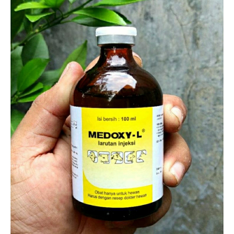 Medoxy L Antibiotik ternak medoxy L 100 ml untuk sapi kuda kambing unggas