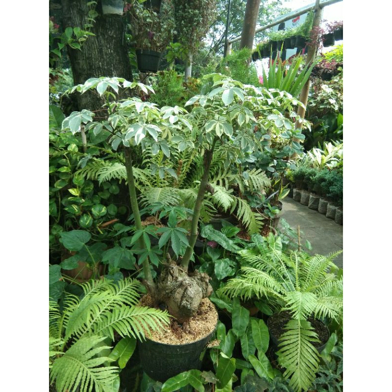 Tanaman Hias Langka Pohon Kapuk Variegata