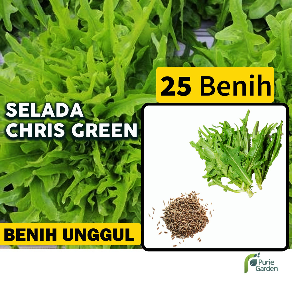 Benih Bibit Selada Chris Green 25 Benih Seribuan PG SBY