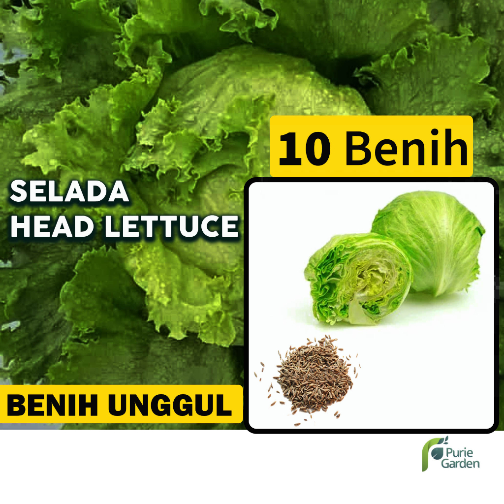 Benih Bibit Selada Bokor Head Lettuce 10 Benih Seribuan PG SBY