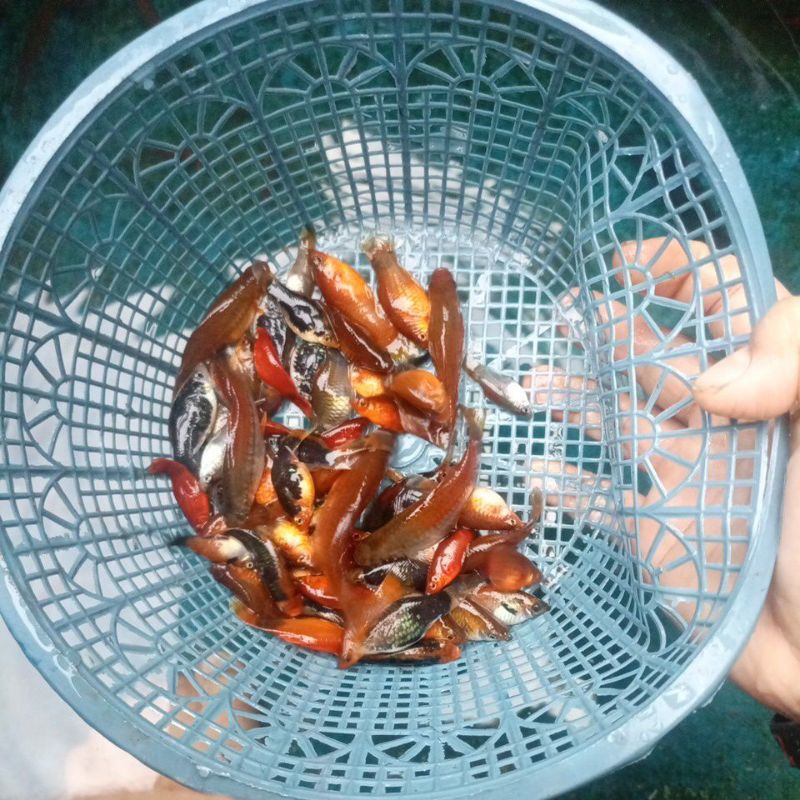 PLATY HIAS / IKAN PLATY