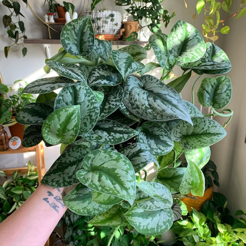 PROMO MURAH BISA COD // Tanaman Hias Merambat Scindapsus Silver / Sirih Gading / Njoy / Badak / Marb