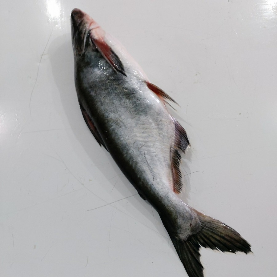 

Ikan Patin Segar 1kg