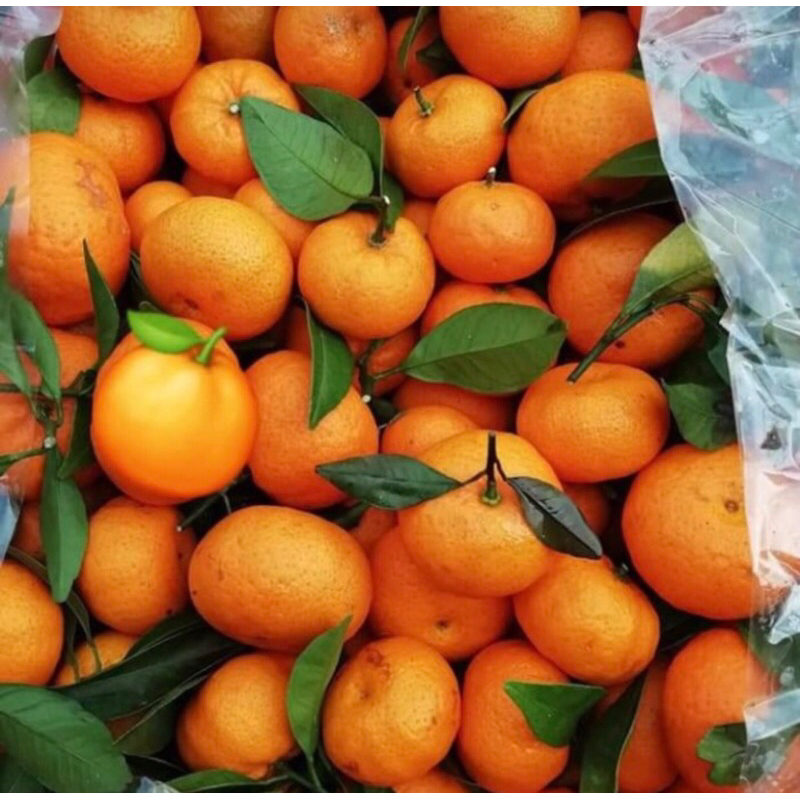 

Buah termurah jeruk wokam 1kg