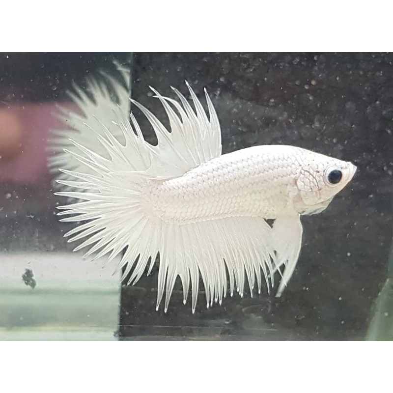 ikan cupang crowntail white platinum