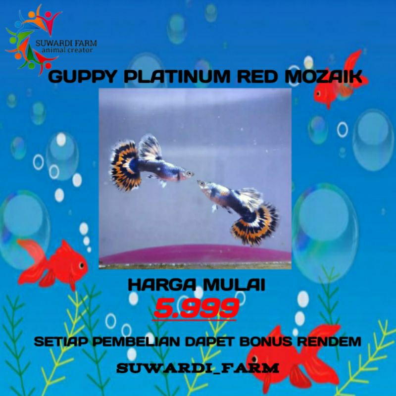 Aksesoris Akwarium (Guppy platinum red mozaik)