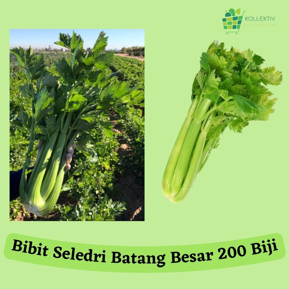 Bibit Seledri Batang Besar / Benih Sayuran